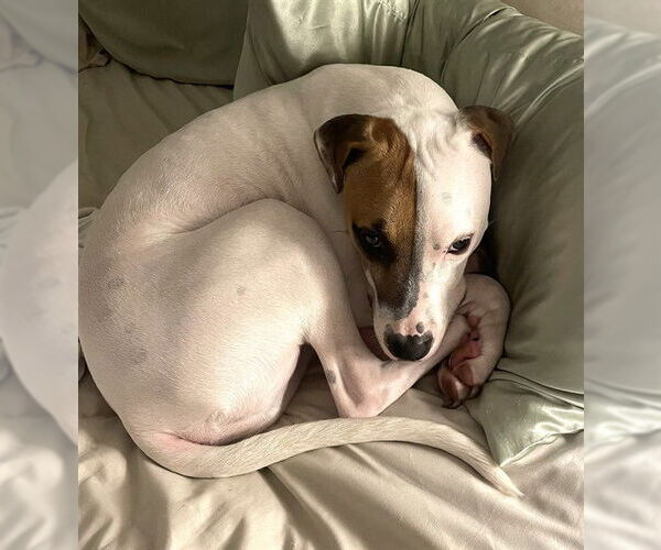 Medium Photo #1 Mutt Puppy For Sale in Oklahoma City, OK, USA