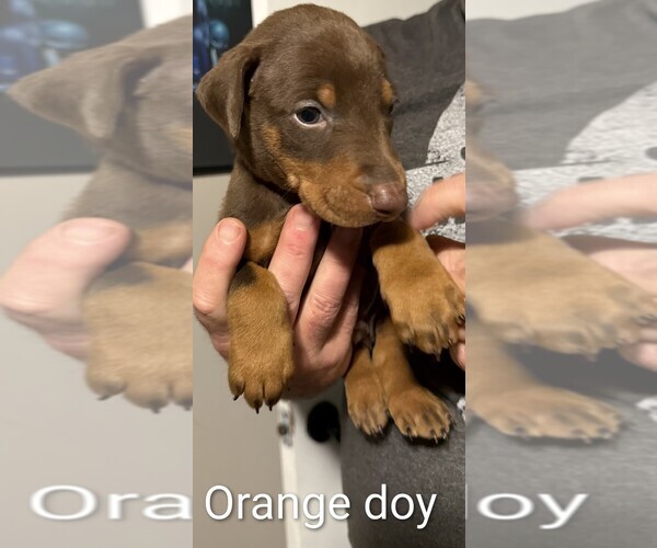Medium Photo #6 Doberman Pinscher Puppy For Sale in ADA, OK, USA