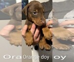 Small #5 Doberman Pinscher