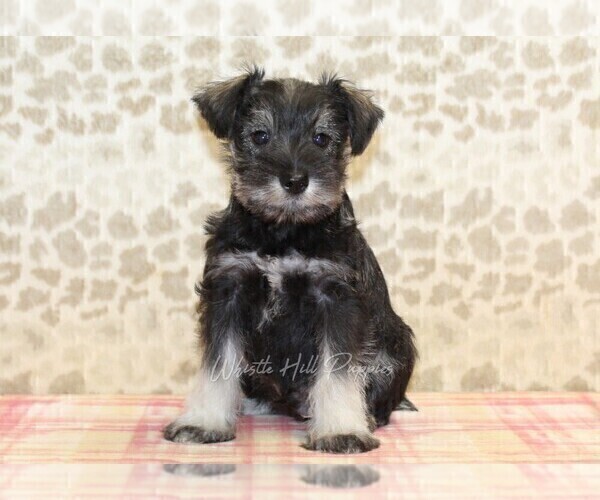Medium Photo #3 Schnauzer (Miniature) Puppy For Sale in DENVER, PA, USA
