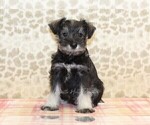 Small #2 Schnauzer (Miniature)