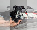 Small #1 Labrador Retriever Mix