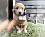 Puppy 6 Goldendoodle