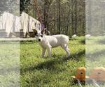 Small #1 Labrador Retriever Mix