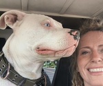 Small #1 American Pit Bull Terrier