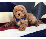 Small Photo #4 Cavachon-Poodle (Miniature) Mix Puppy For Sale in LANCASTER, PA, USA