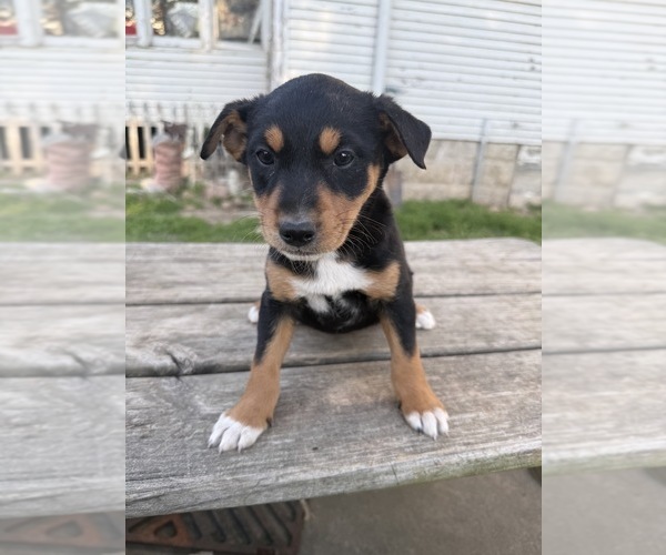Medium Photo #2 Border-Aussie Puppy For Sale in MOUNT PLEASANT, IA, USA