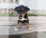 Small #1 Border-Aussie