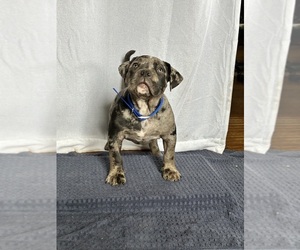 Medium American Bully