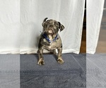 Puppy Lola ukc American Bully
