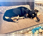 Small #2 Mutt