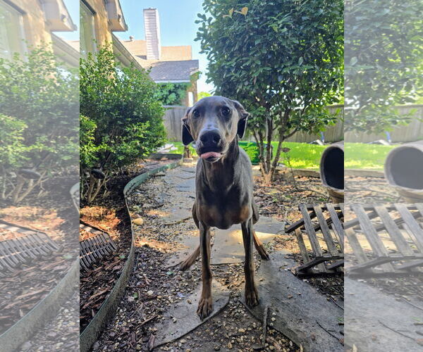 Medium Photo #6 Doberman Pinscher Puppy For Sale in McKinney, TX, USA
