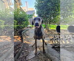 Small #5 Doberman Pinscher