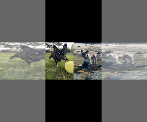 French Bulldog Litter for sale in SUNNYSIDE, WA, USA