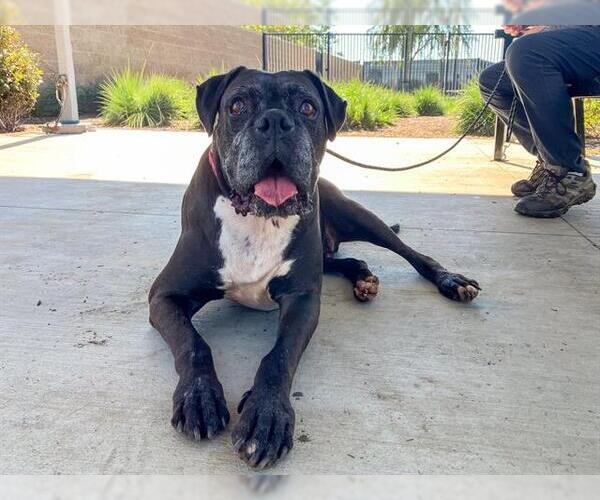 Medium Photo #6 Boxer Puppy For Sale in Orange, CA, USA