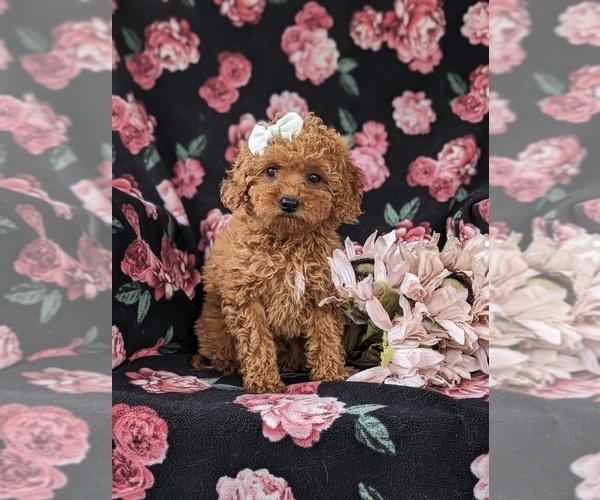 Medium Photo #3 Goldendoodle (Miniature) Puppy For Sale in STEVENS, PA, USA