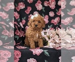 Small Photo #3 Goldendoodle (Miniature) Puppy For Sale in STEVENS, PA, USA