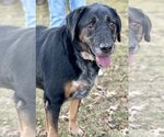 Small Photo #3 Coonhound Puppy For Sale in Boonton, NJ, USA