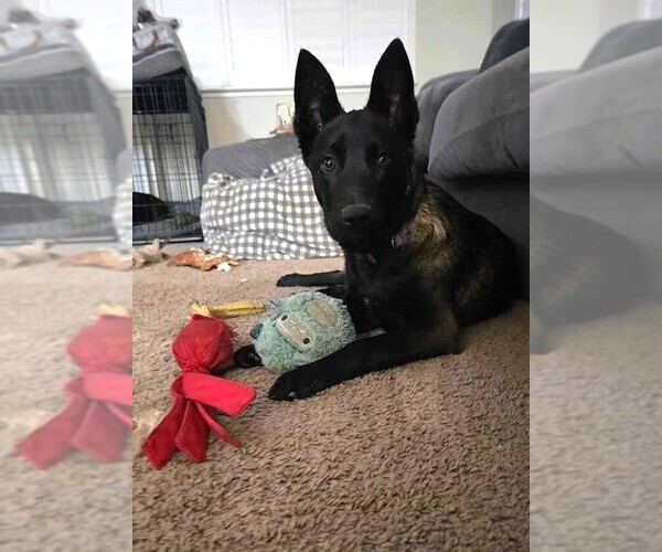 Medium Photo #4 Mutt Puppy For Sale in Imlay City, MI, USA