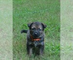 Puppy Puppy 4 German Shepherd Dog