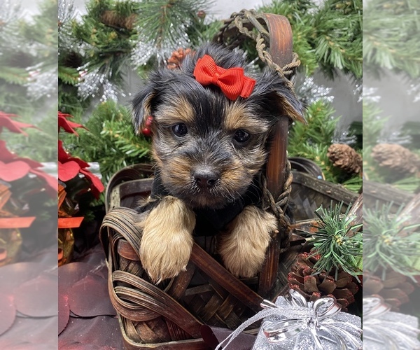 Medium Photo #34 Shorkie Tzu-Yorkshire Terrier Mix Puppy For Sale in SELLERSBURG, IN, USA