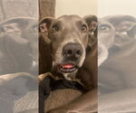 Small #4 American Pit Bull Terrier Mix