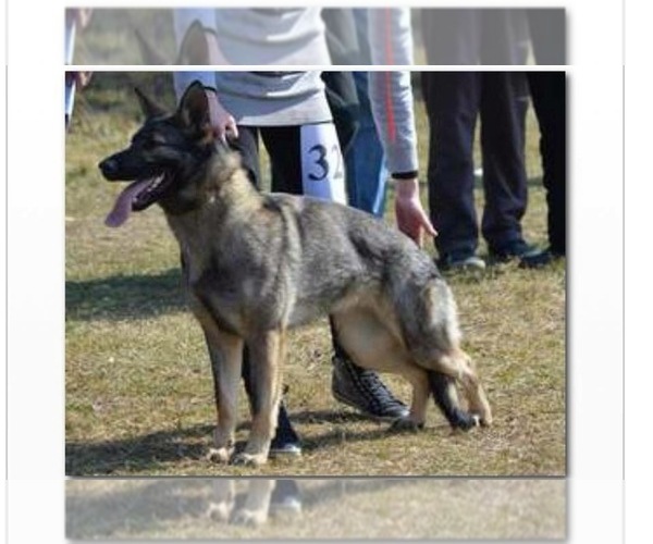 Medium Photo #1 German Shepherd Dog Puppy For Sale in SILVIS, IL, USA