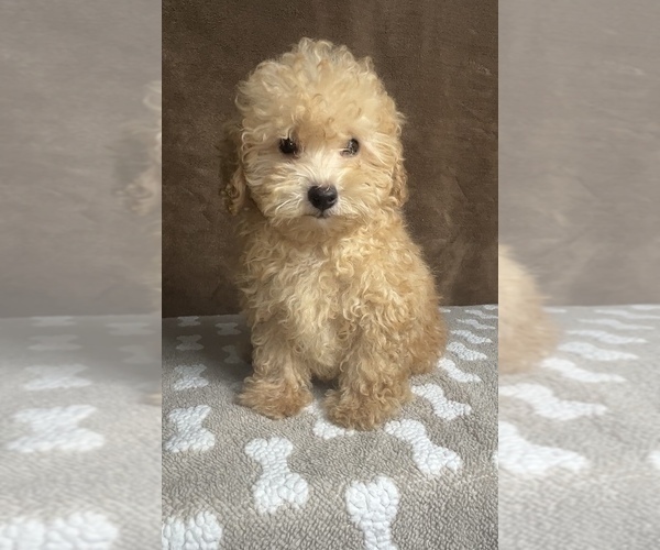 Medium Photo #2 Poodle (Miniature) Puppy For Sale in MARTINSVILLE, IN, USA