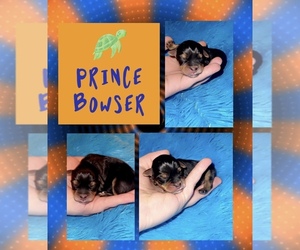 Yorkshire Terrier Puppy for sale in SANDY HOOK, KY, USA