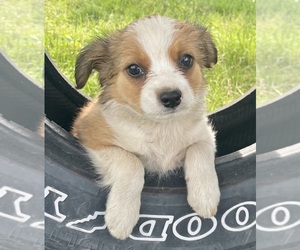 Miniature Australian Shepherd Puppy for sale in HILLSBORO, WI, USA
