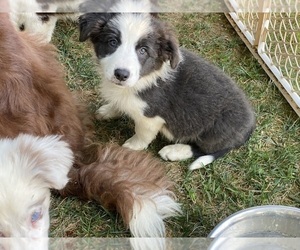 Border Collie Puppy for Sale in CORTLAND, Ohio USA