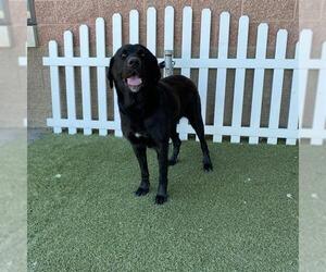 Medium Labrador Retriever