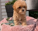 Small #9 Maltipoo