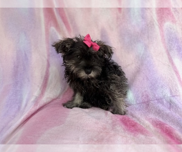 Medium Photo #7 Schnauzer (Miniature) Puppy For Sale in LAKELAND, FL, USA