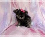 Small #6 Schnauzer (Miniature)