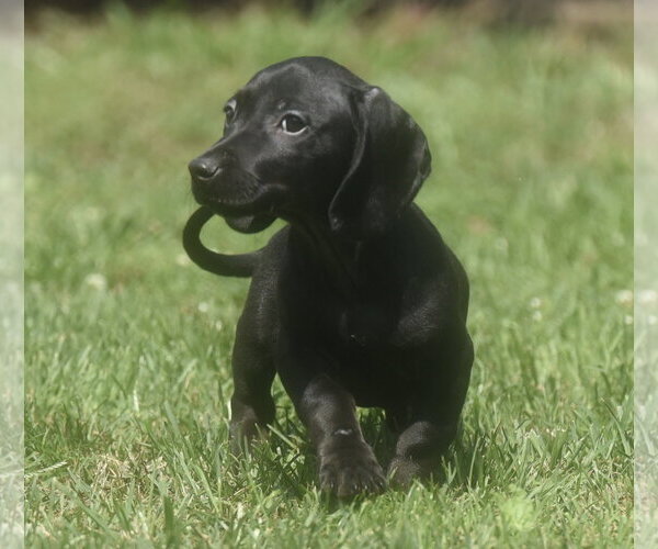 Medium Photo #6 Dachshund-Unknown Mix Puppy For Sale in Mechanicsburg, PA, USA