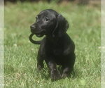 Small #5 Dachshund Mix