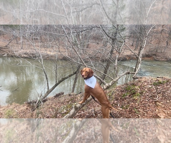 Medium Photo #1 Vizsla Puppy For Sale in SHEPHERDSVILLE, KY, USA