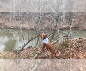 Mother of the Vizsla puppies born on 05/13/2025