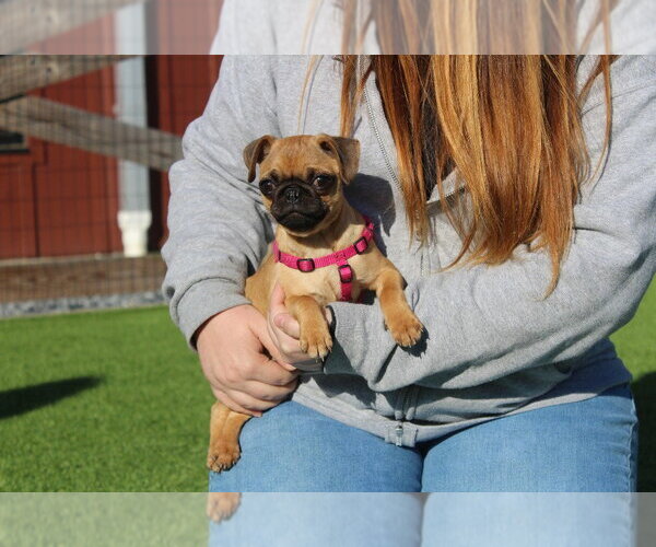 Medium Photo #1 Chug Puppy For Sale in Chestertown, MD, USA