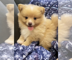 Small Photo #3 Pomeranian Puppy For Sale in FAIRFIELD, CA, USA