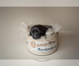 Labrador Retriever Puppy for sale in SALEM, NY, USA