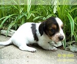 Small #2 Dachshund