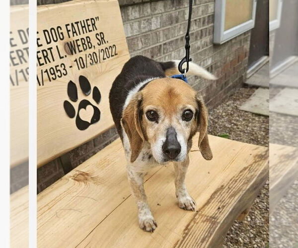 Medium Photo #1 Beagle-Unknown Mix Puppy For Sale in Springdale, PA, USA