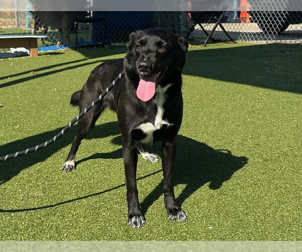 Medium Photo #2 Labrador Retriever-Unknown Mix Puppy For Sale in Pasadena, TX, USA