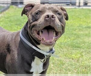 Mutt Dogs for adoption in Houston, TX, USA