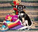 Puppy Frack Chihuahua