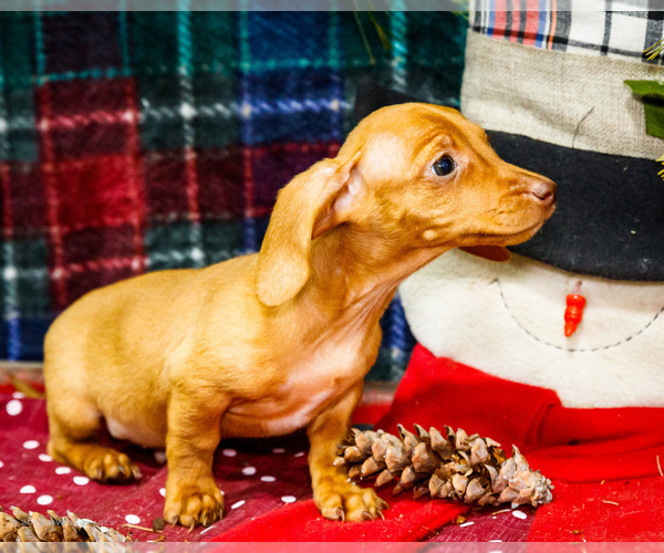 Medium Photo #5 Dachshund Puppy For Sale in WAKARUSA, IN, USA