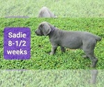 Small Photo #8 Cane Corso Puppy For Sale in MONTPELIER, VA, USA