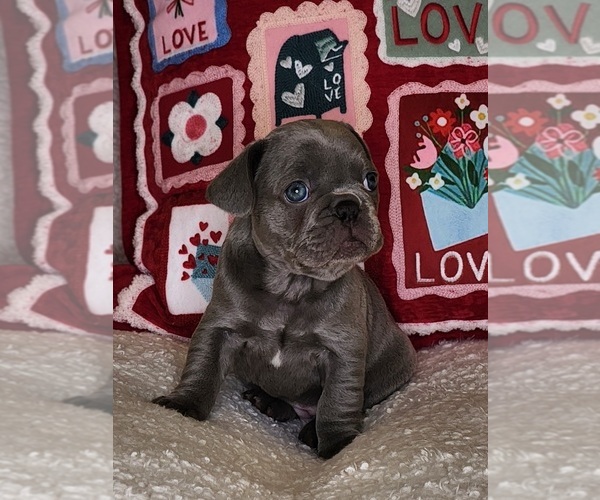 Medium Photo #1 French Bulldog Puppy For Sale in CAPE CORAL, FL, USA